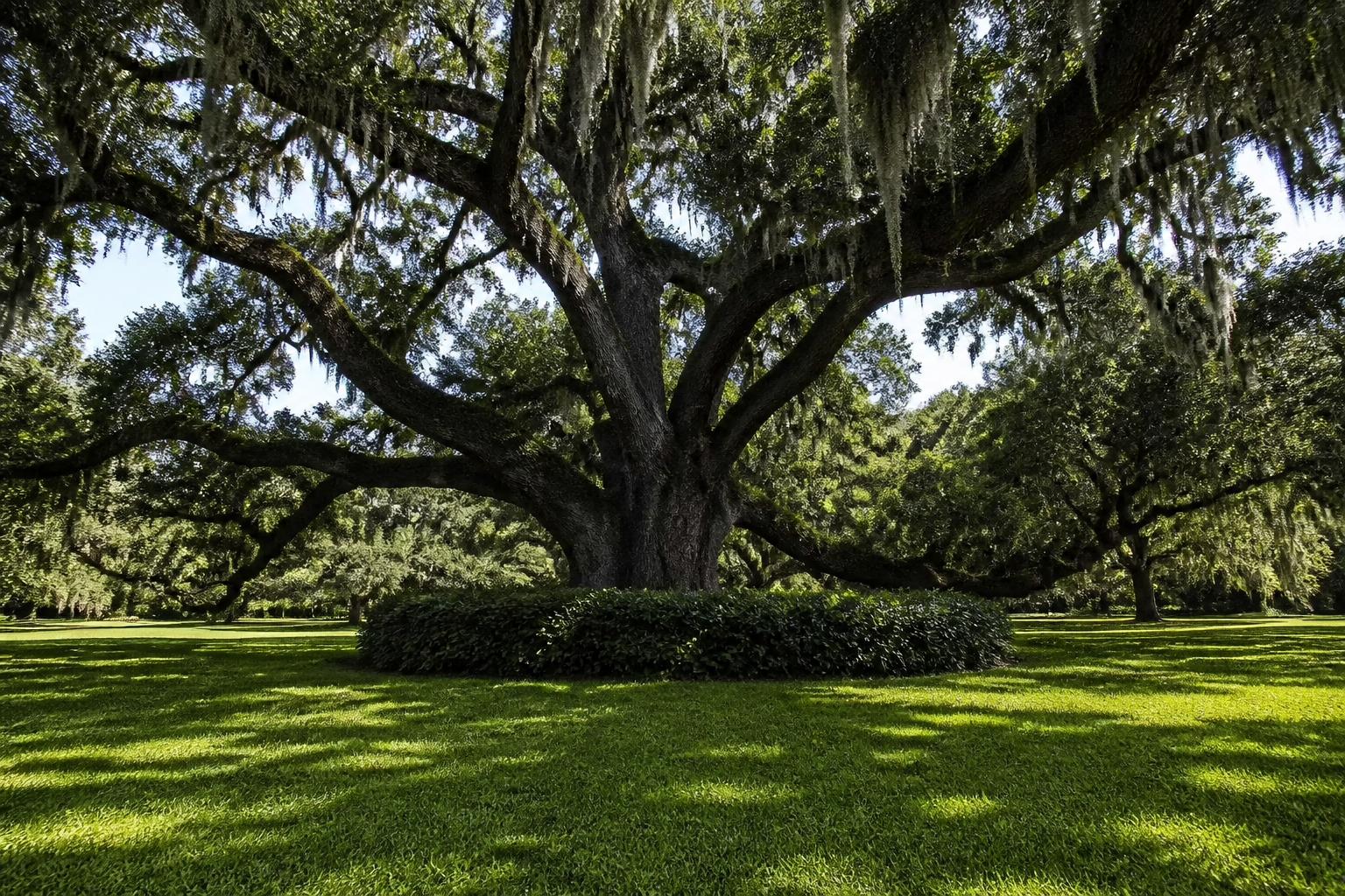 A live oak on the Destrehan Plantation grounds