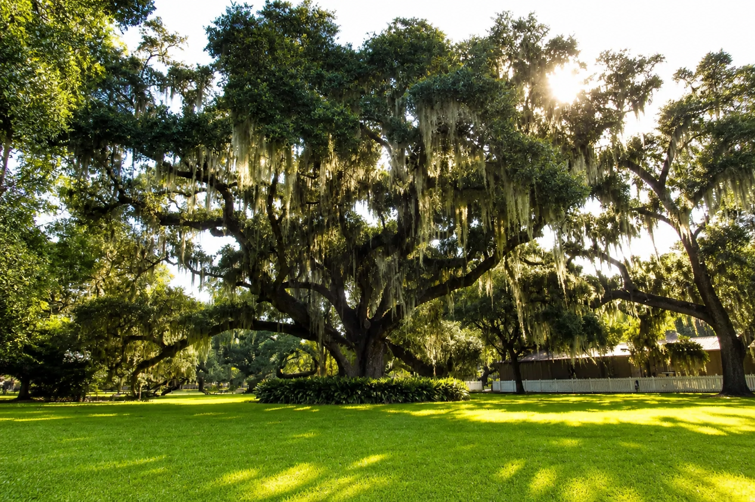 Live oak trees on the plantation grounds